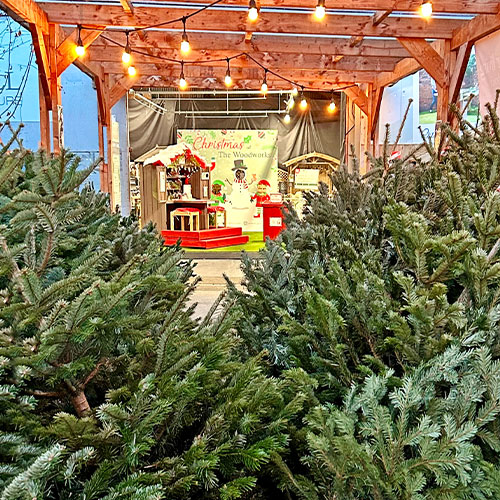 cut-christmas-trees